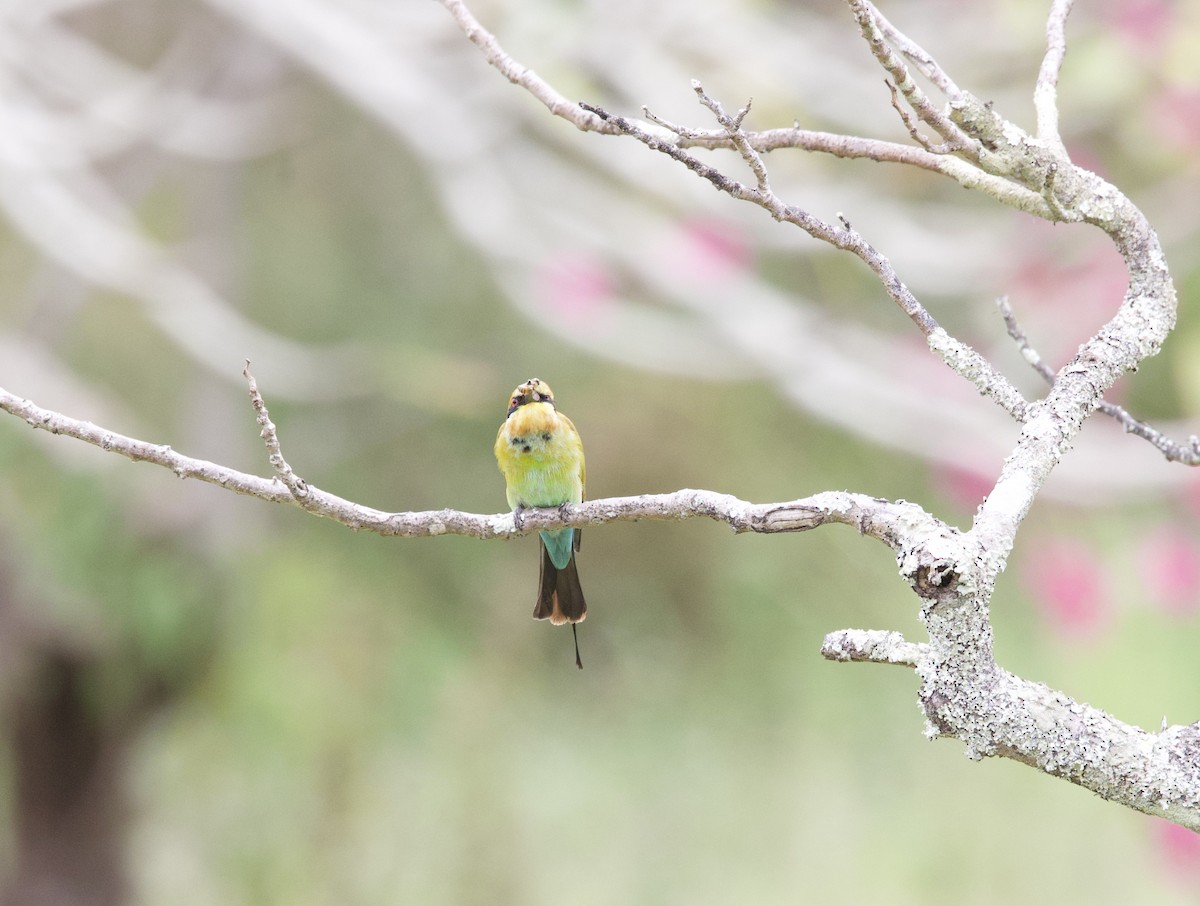 Rainbow Bee-eater - ML621329664