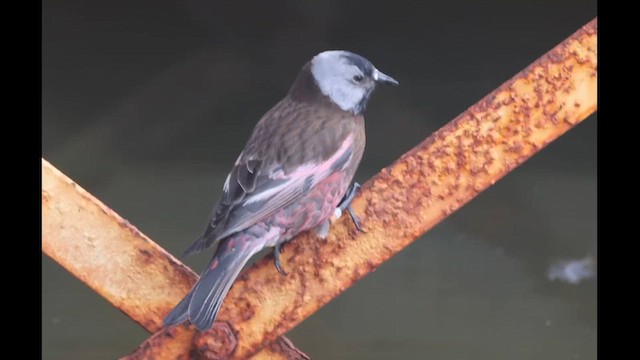 grånakkefjellfink (umbrina) - ML621329791