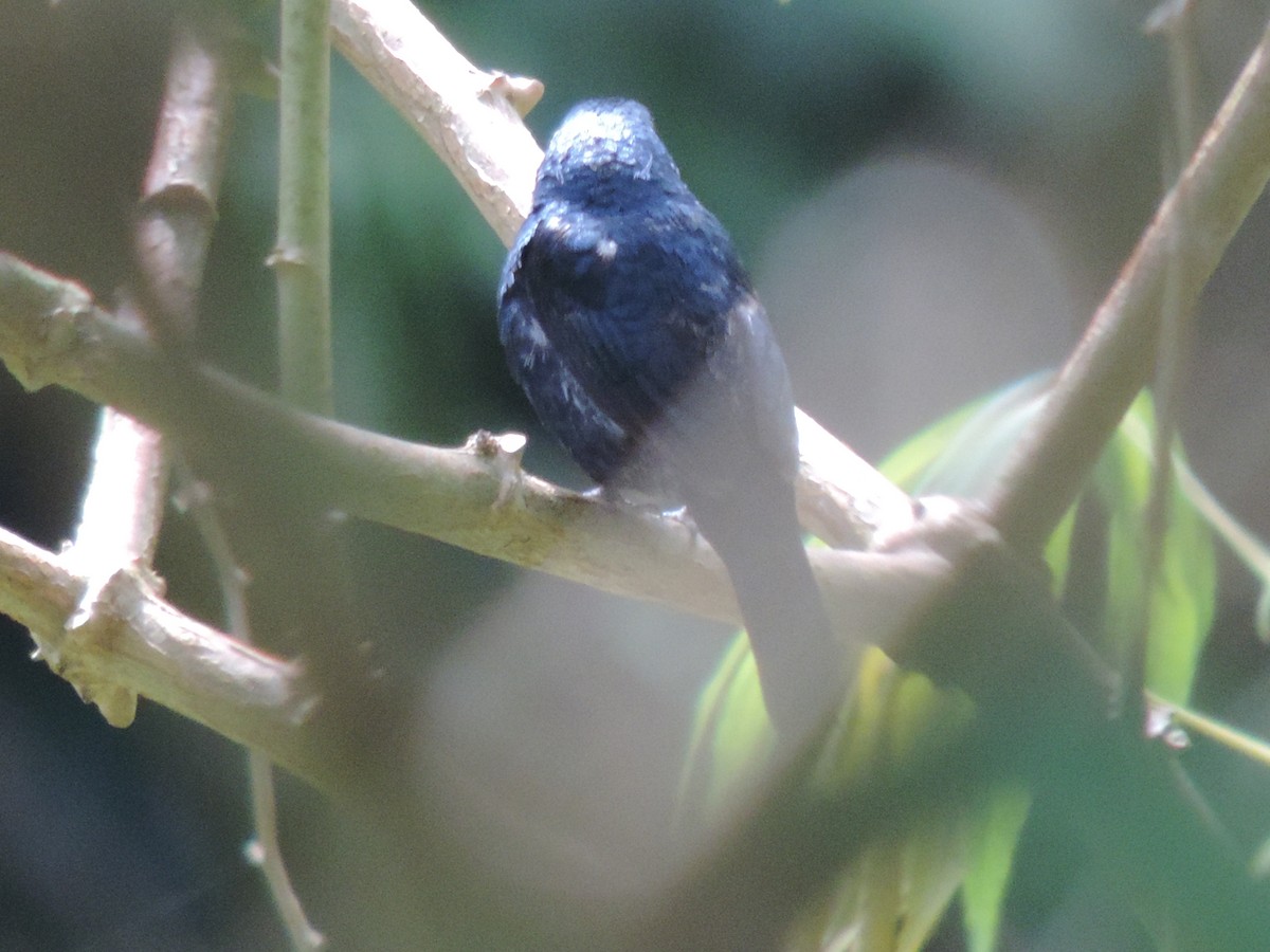 Blue-black Grassquit - ML621329828