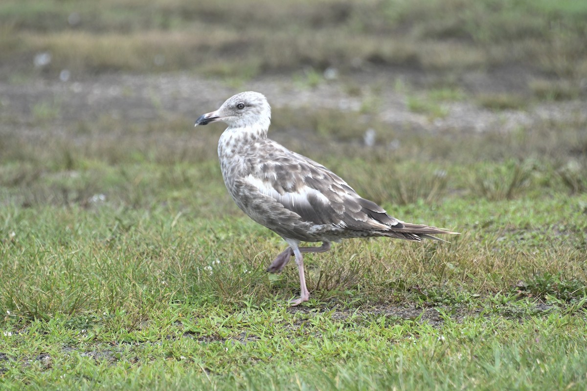 gråmåke (smithsonianus) (amerikagråmåke) - ML621329862