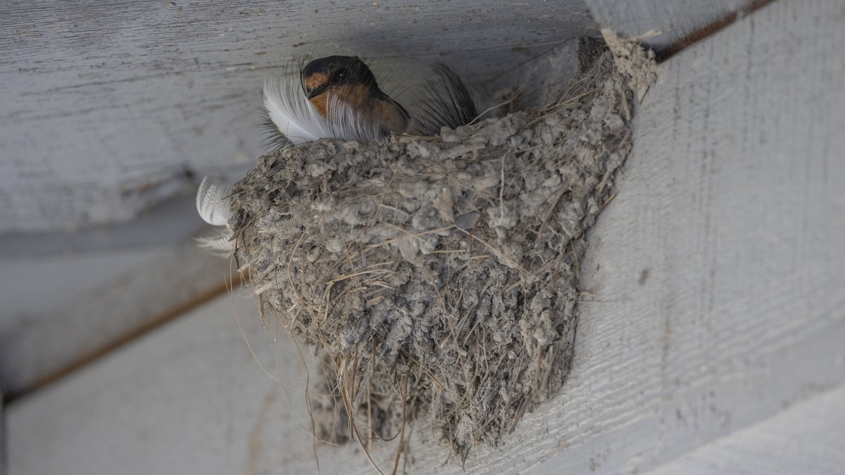 Barn Swallow - Eric Ellingson