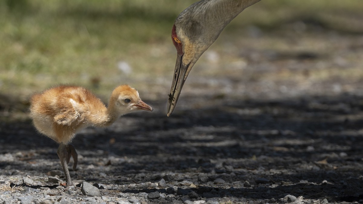 Sandhill Crane - Eric Ellingson