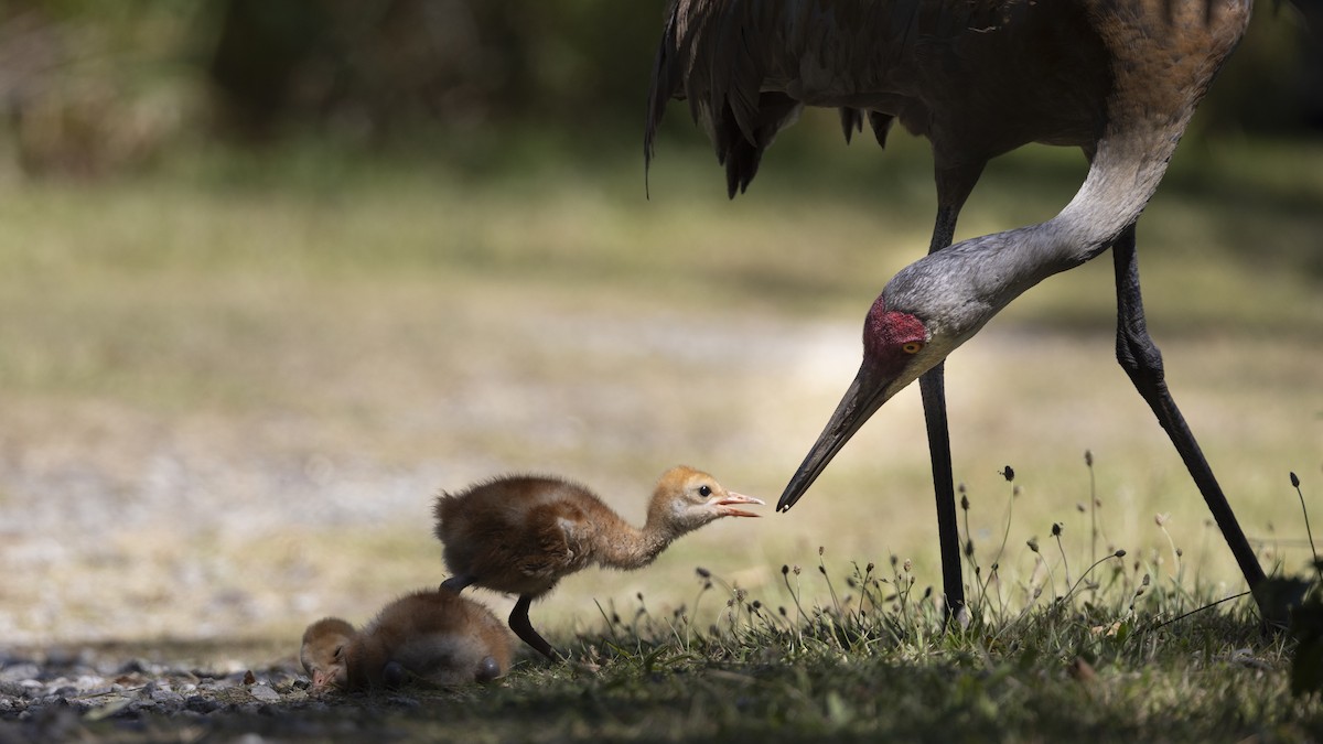 Sandhill Crane - ML621329958