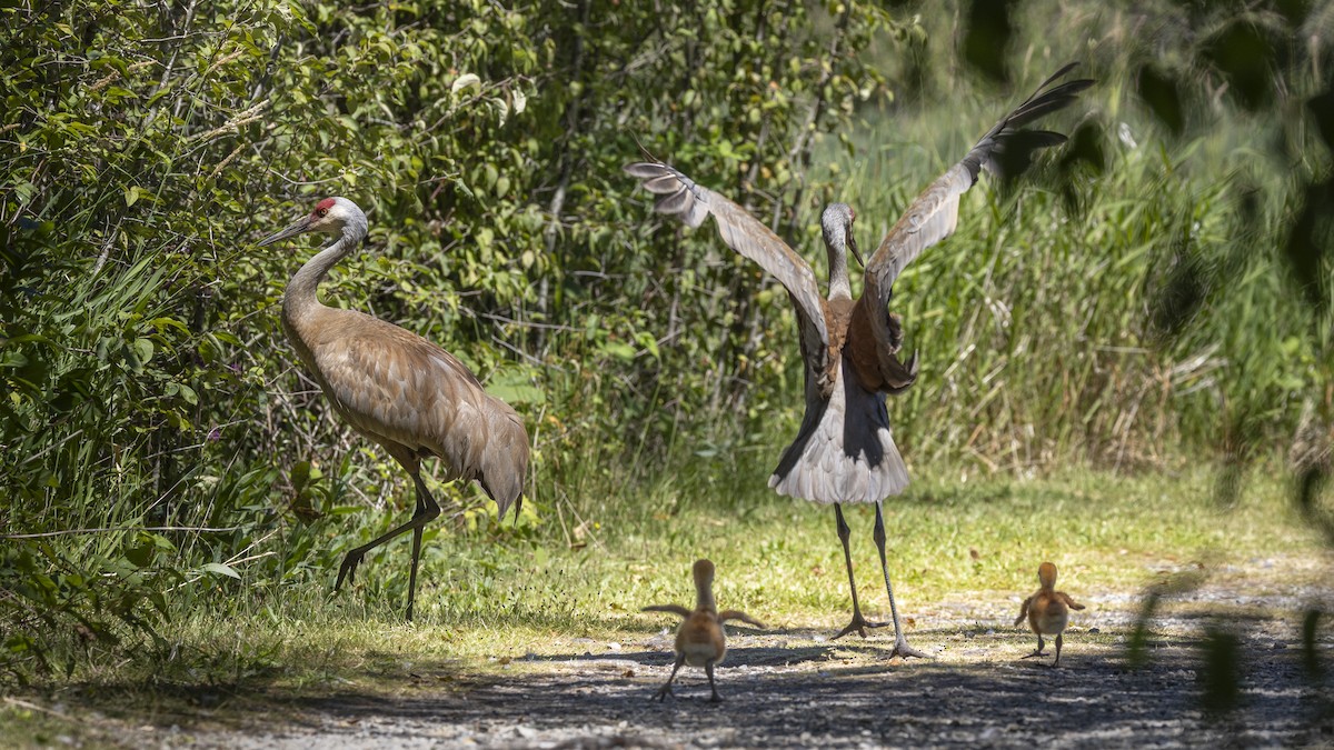 Sandhill Crane - ML621329960