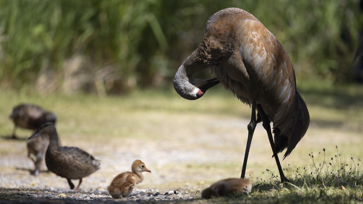 Sandhill Crane - ML621329962