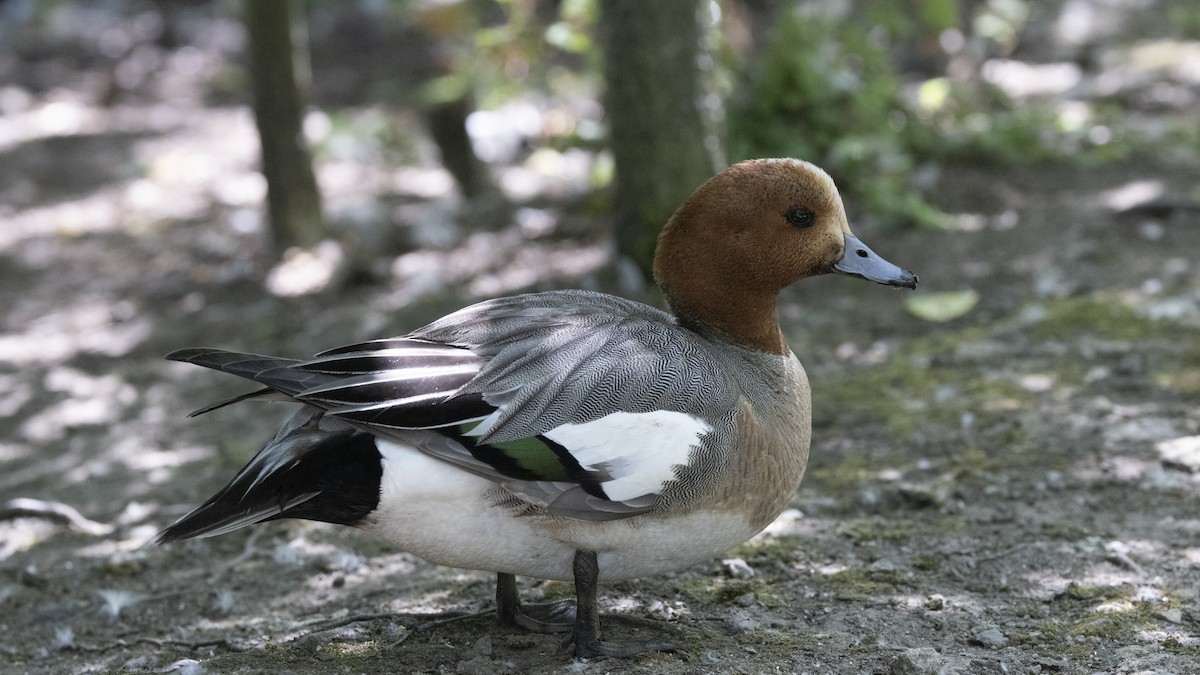 Eurasian Wigeon - ML621329970