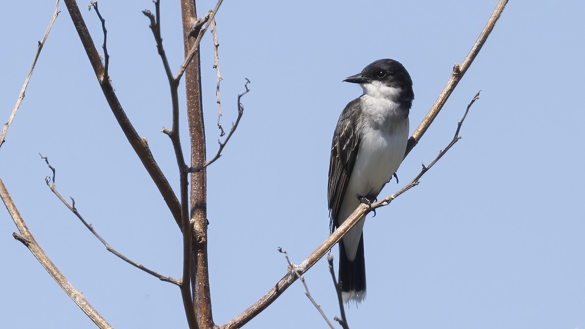 Eastern Kingbird - ML621329978