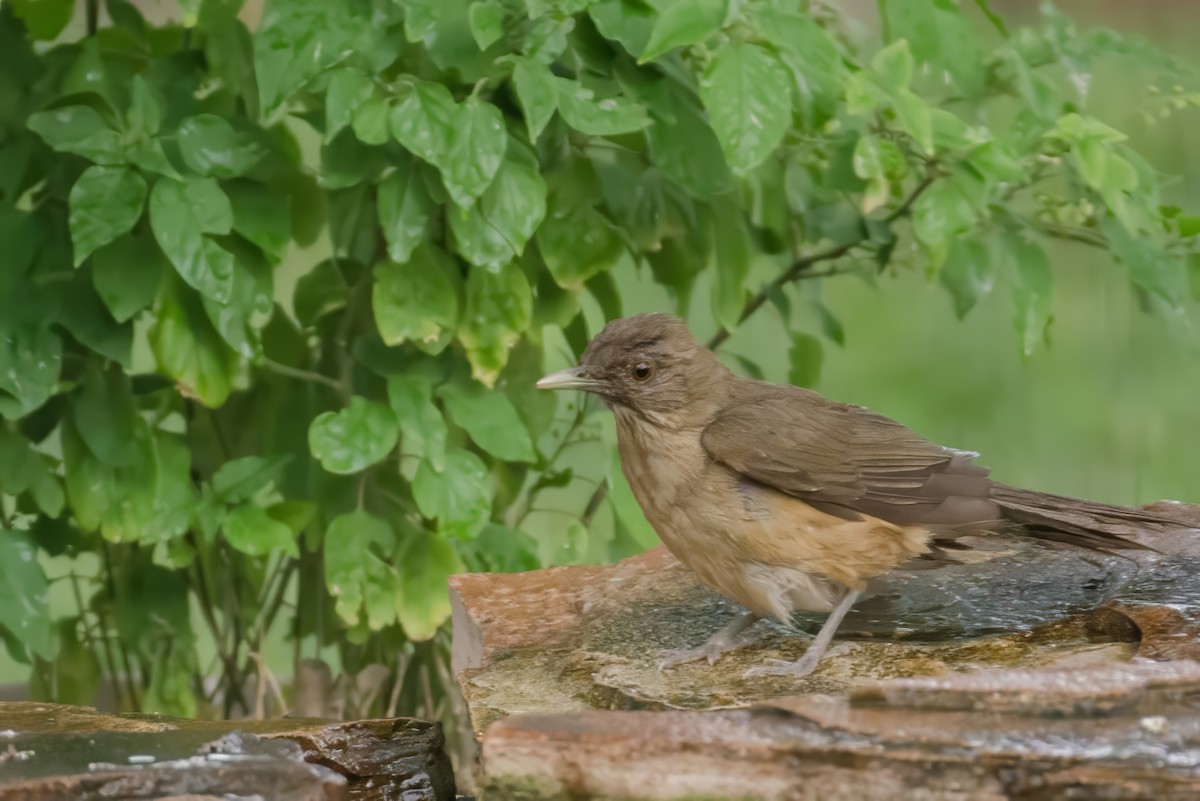 Clay-colored Thrush - ML621329979