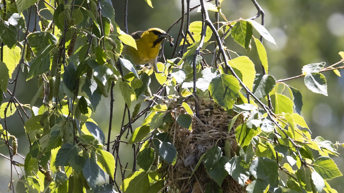 Bullock's Oriole - ML621330024