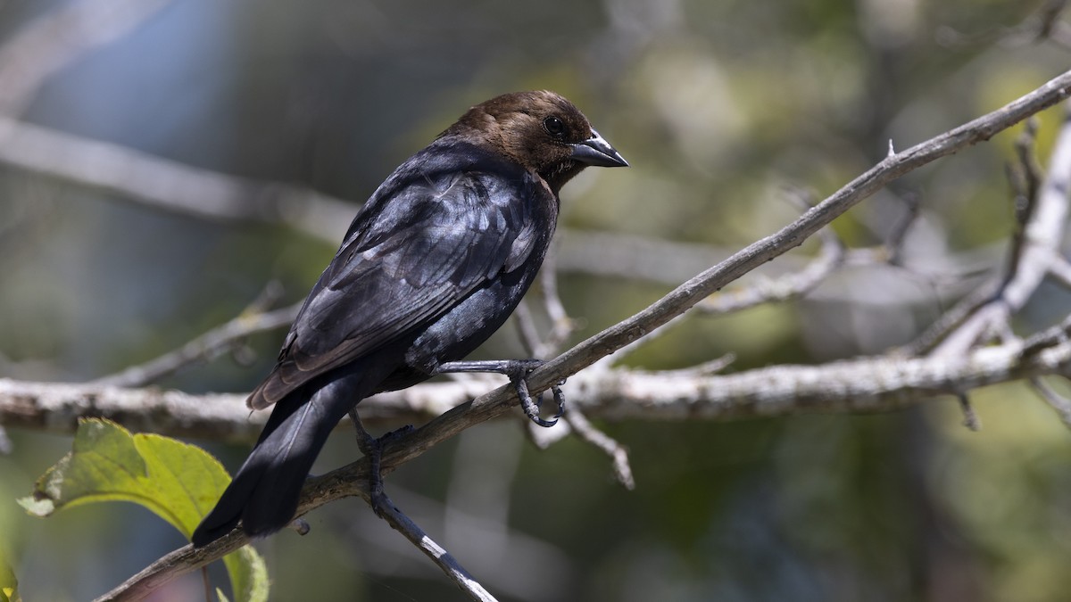 Brown-headed Cowbird - Eric Ellingson