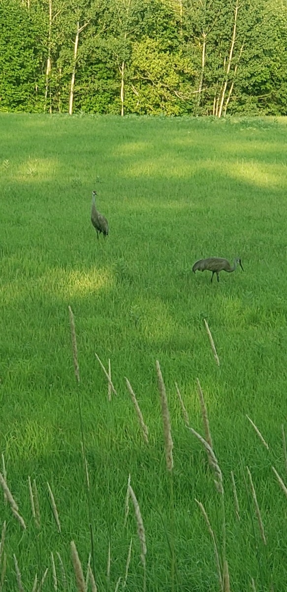 Орог тогоруу - ML621330064