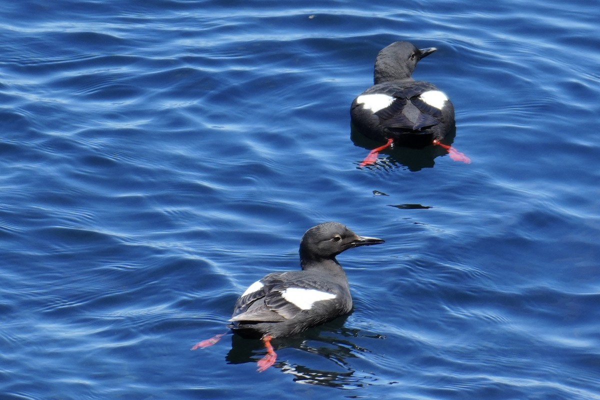 Pigeon Guillemot - ML621330096
