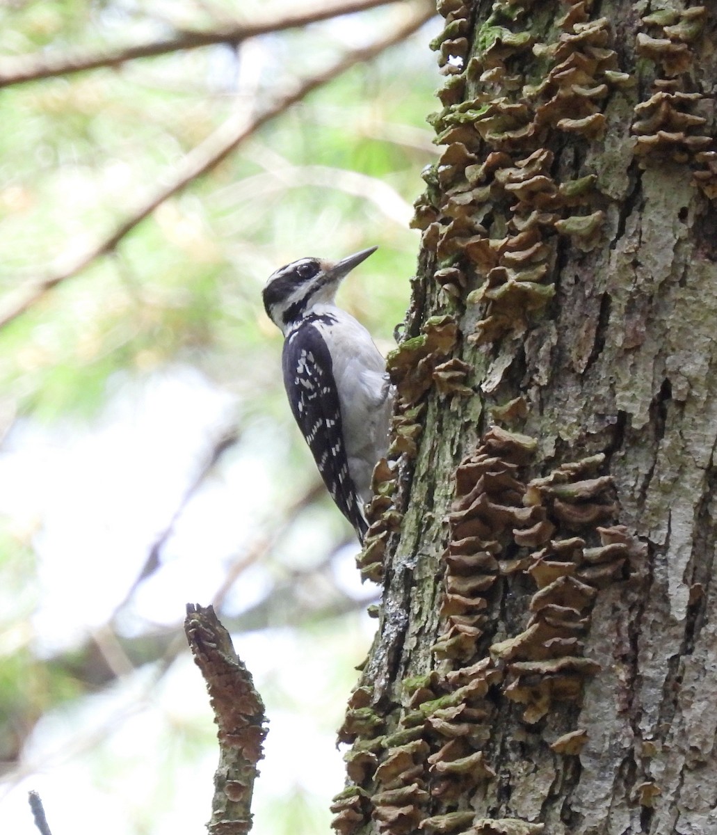 Hairy Woodpecker - ML621330138