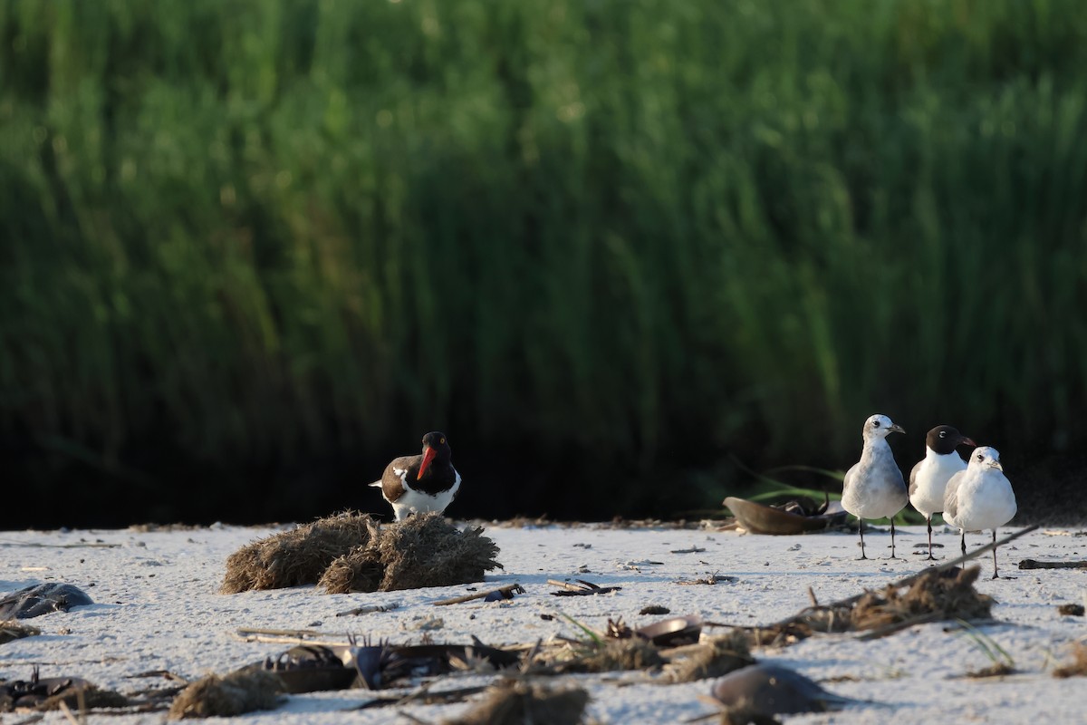 American Oystercatcher - ML621330256