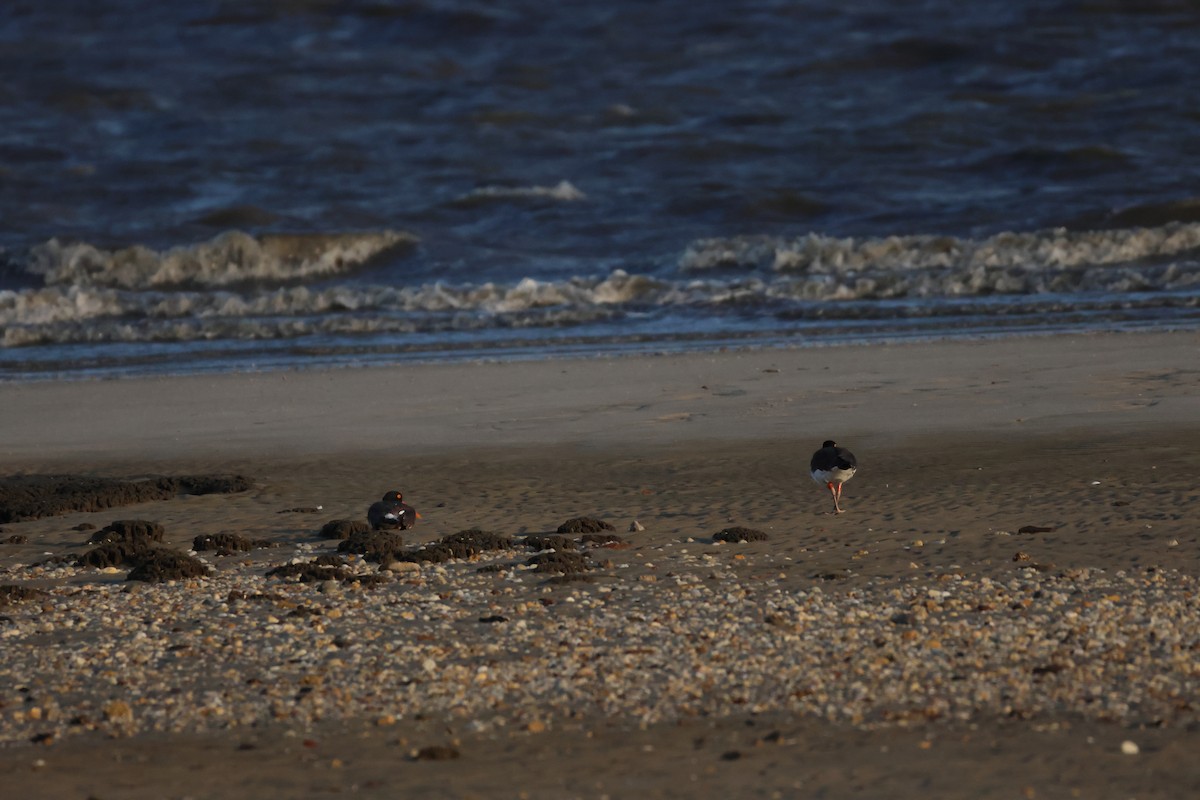 American Oystercatcher - ML621330257