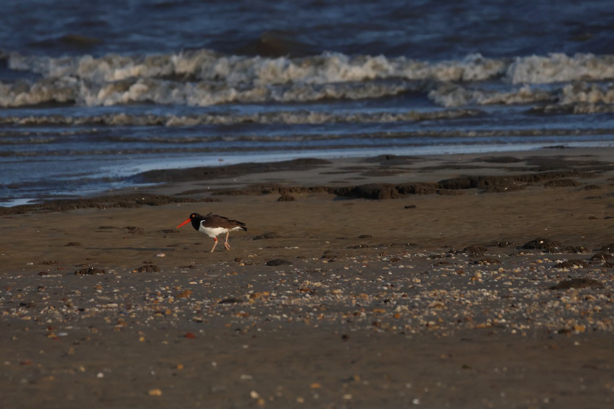 American Oystercatcher - ML621330258