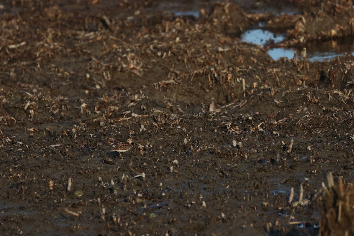 American Oystercatcher - ML621330259