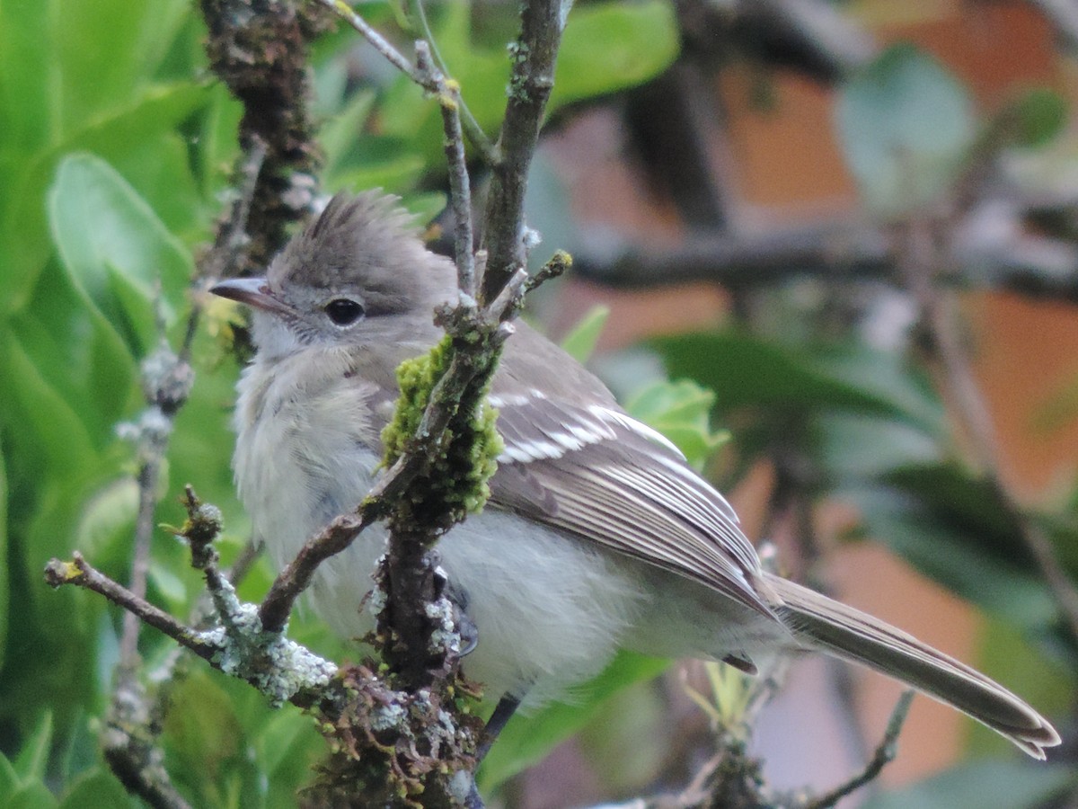 Yellow-bellied Elaenia - ML621330265