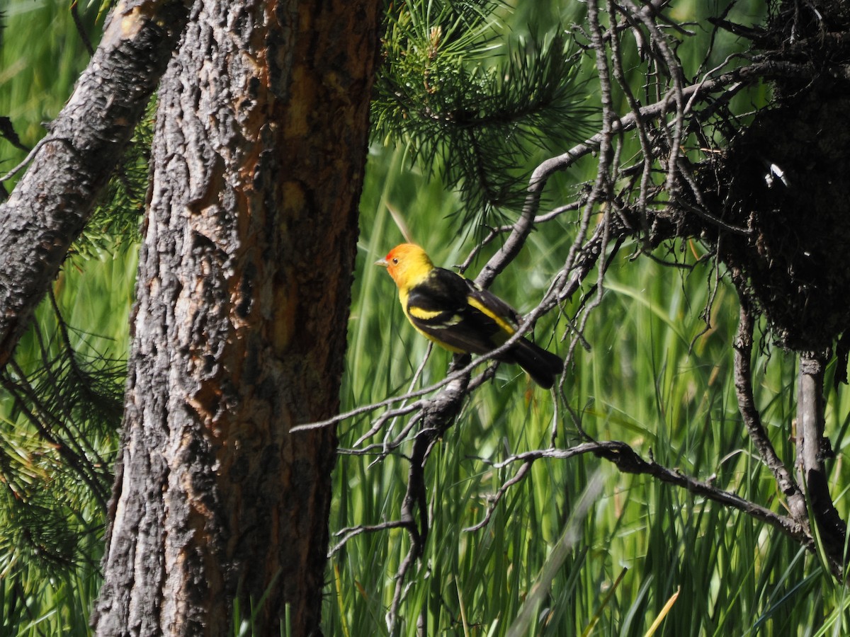Western Tanager - ML621330332