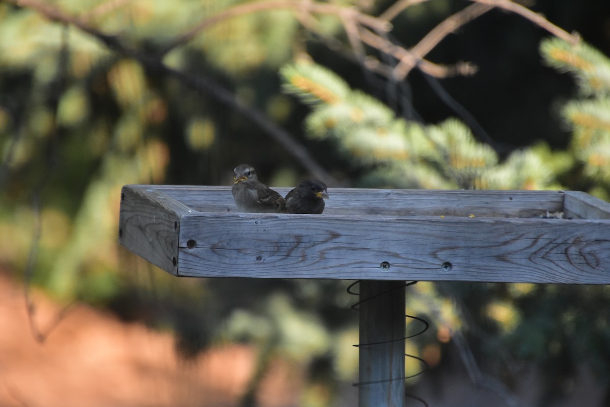 House Sparrow - ML621330353
