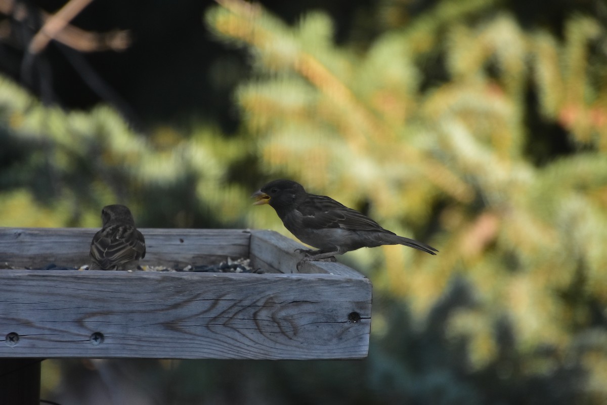 House Sparrow - Tyler Jensen