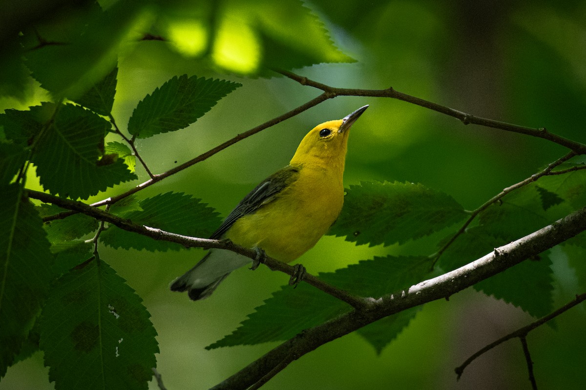 Prothonotary Warbler - ML621330361