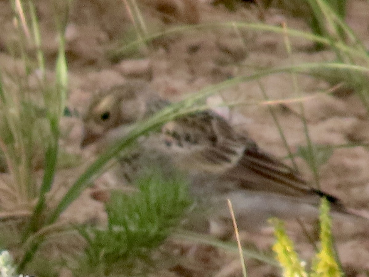 Thick-billed Longspur - ML621330372