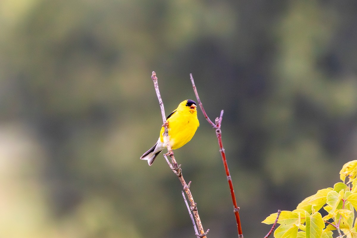 American Goldfinch - ML621330464