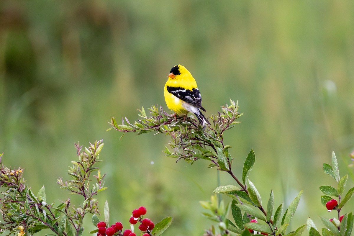 American Goldfinch - ML621330465