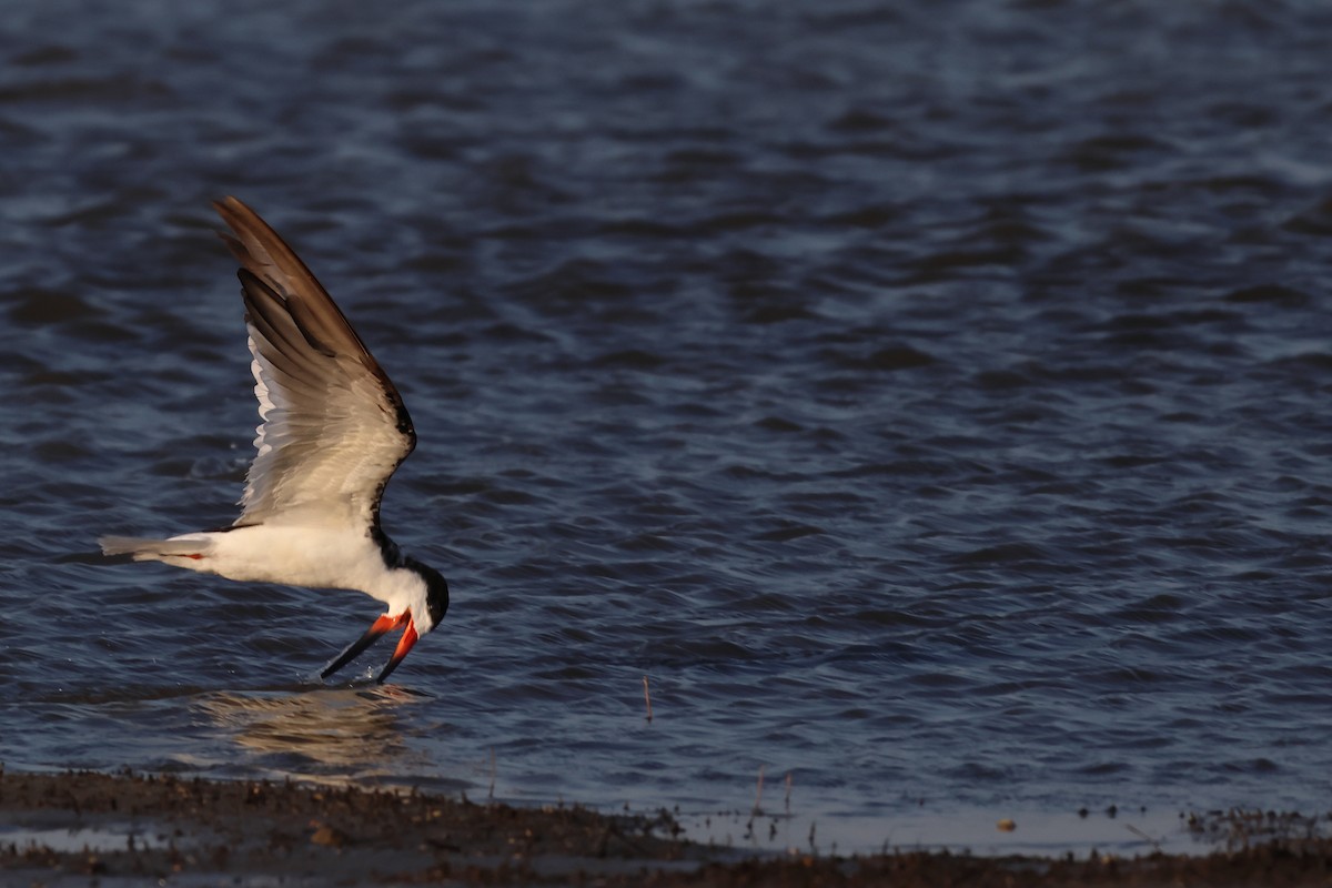 Black Skimmer - ML621330468