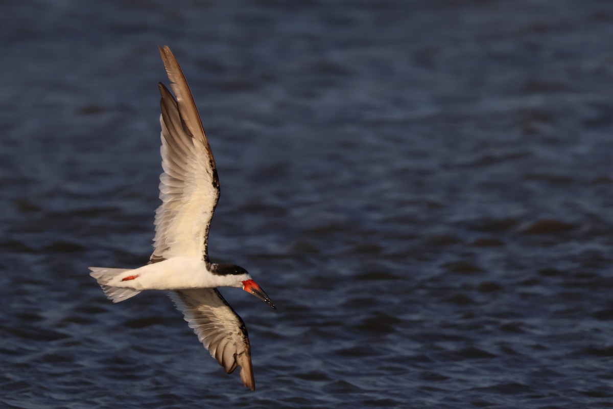 Black Skimmer - Bob Brown