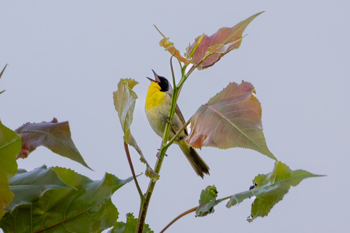 Common Yellowthroat - ML621330473