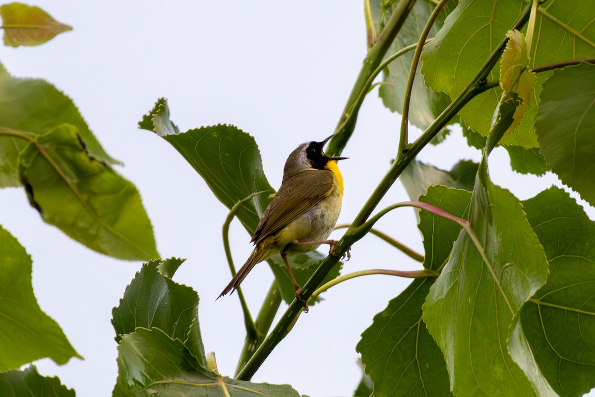 Common Yellowthroat - ML621330474