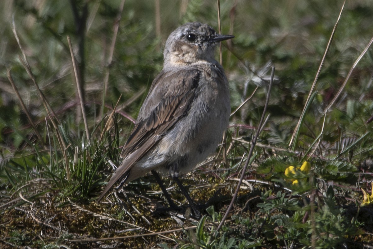 Northern Wheatear - ML621330597