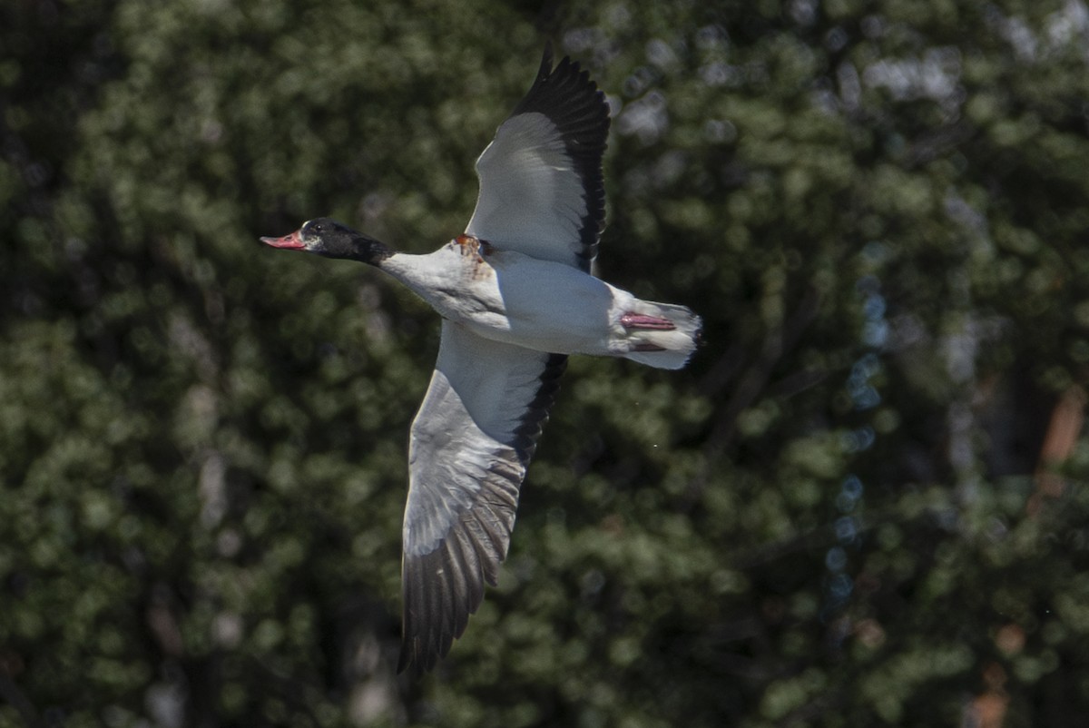 Common Shelduck - ML621330640