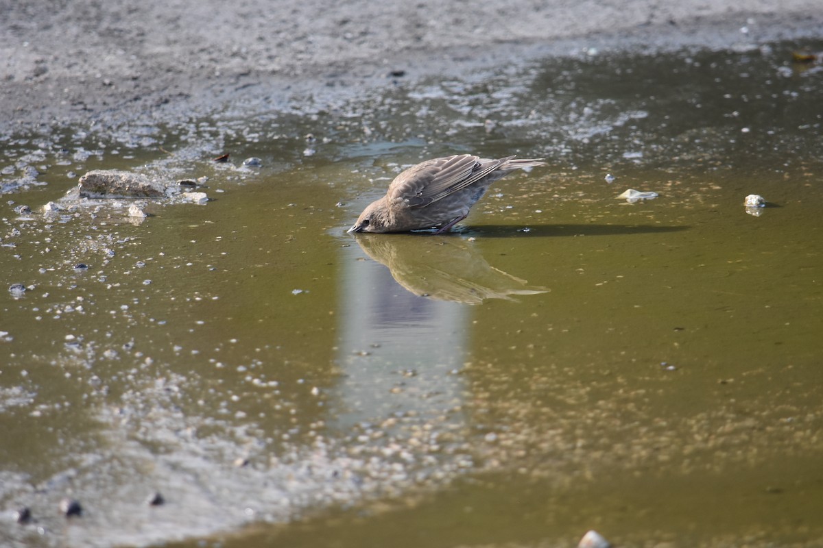 European Starling - Charlie Ripp
