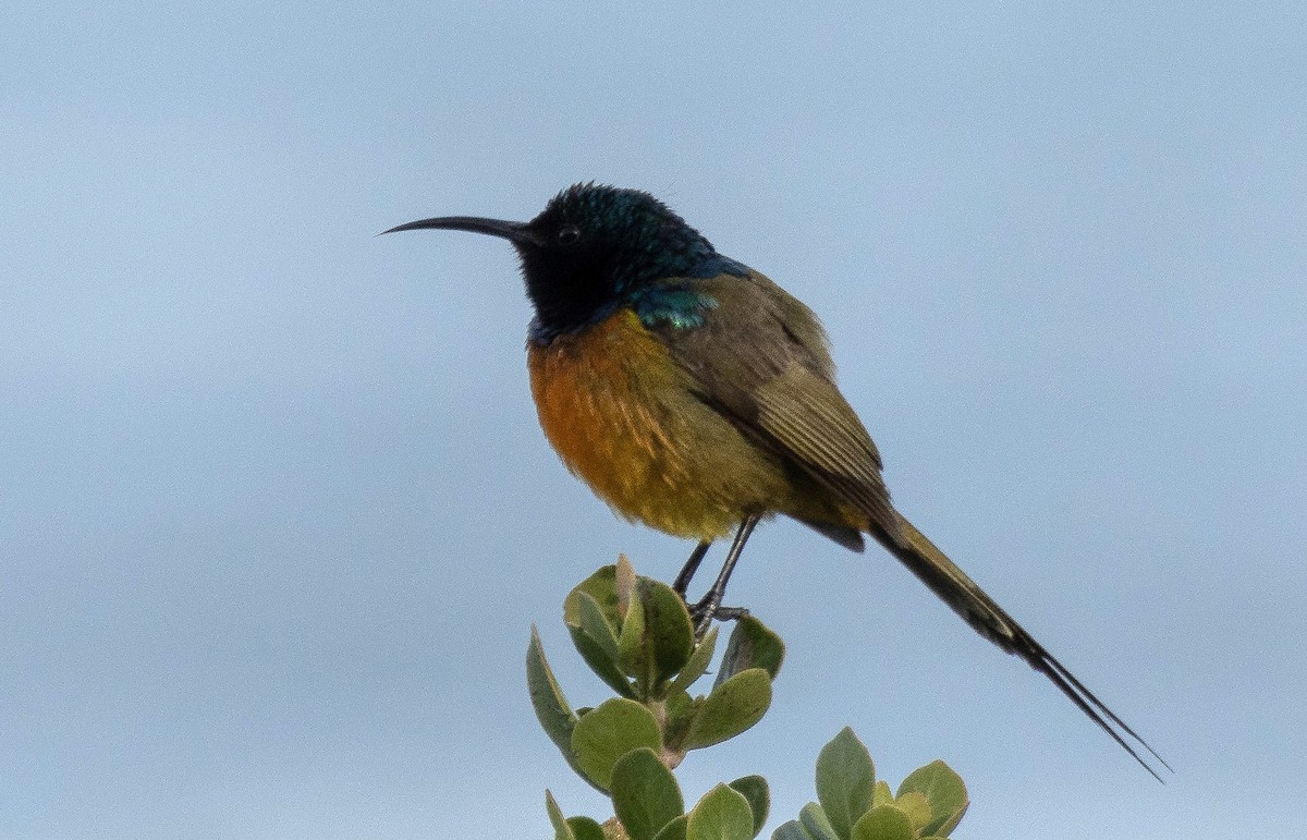 Orange-breasted Sunbird - Kathryn Pamiroyan