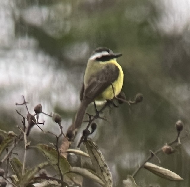 Three-striped Flycatcher - ML621330725