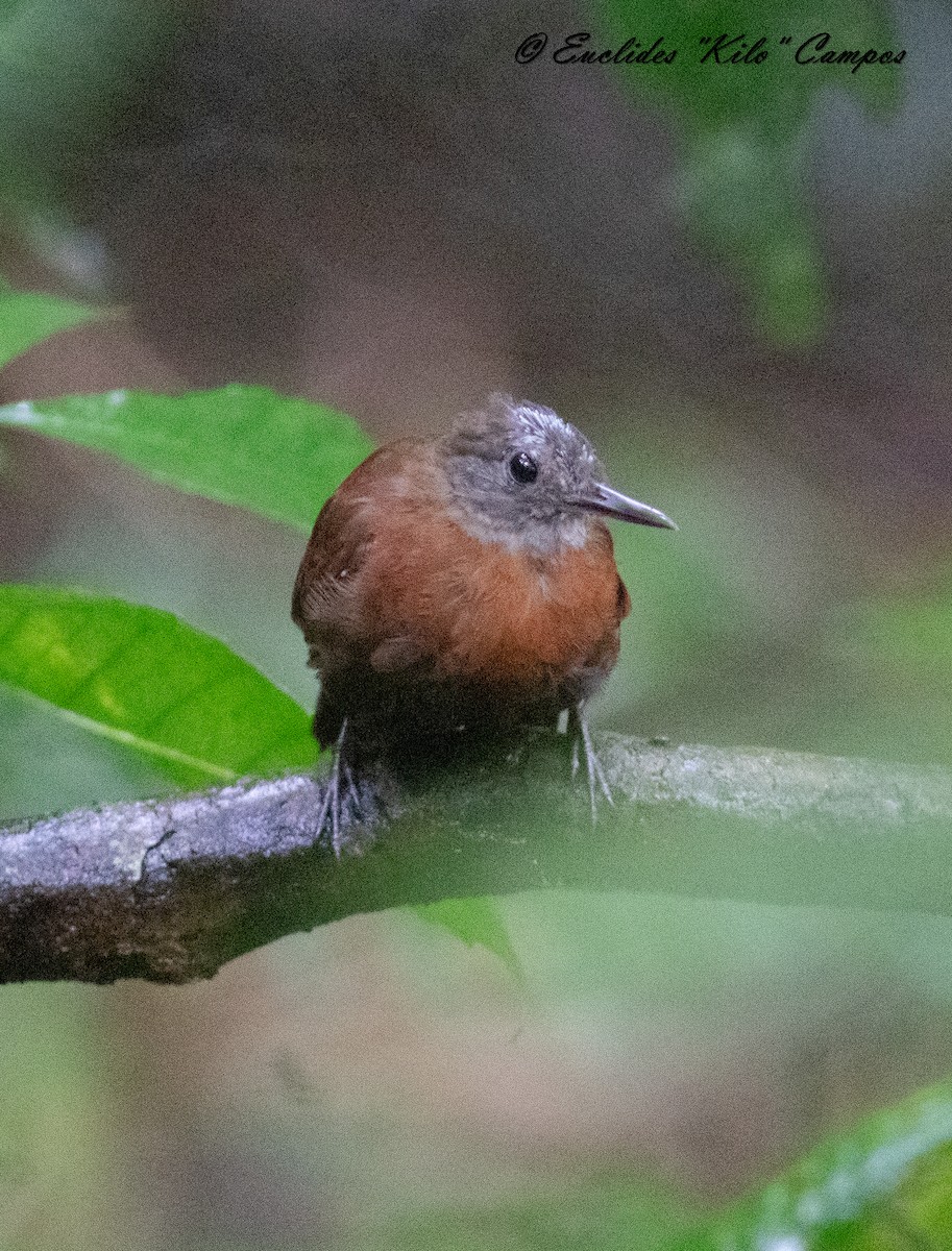 Gray-throated Leaftosser - ML621330745