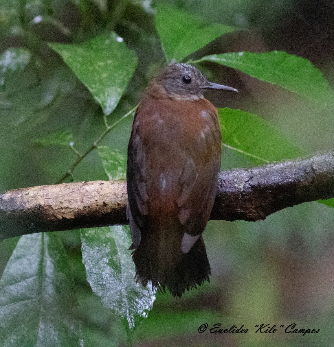 Gray-throated Leaftosser - ML621330746