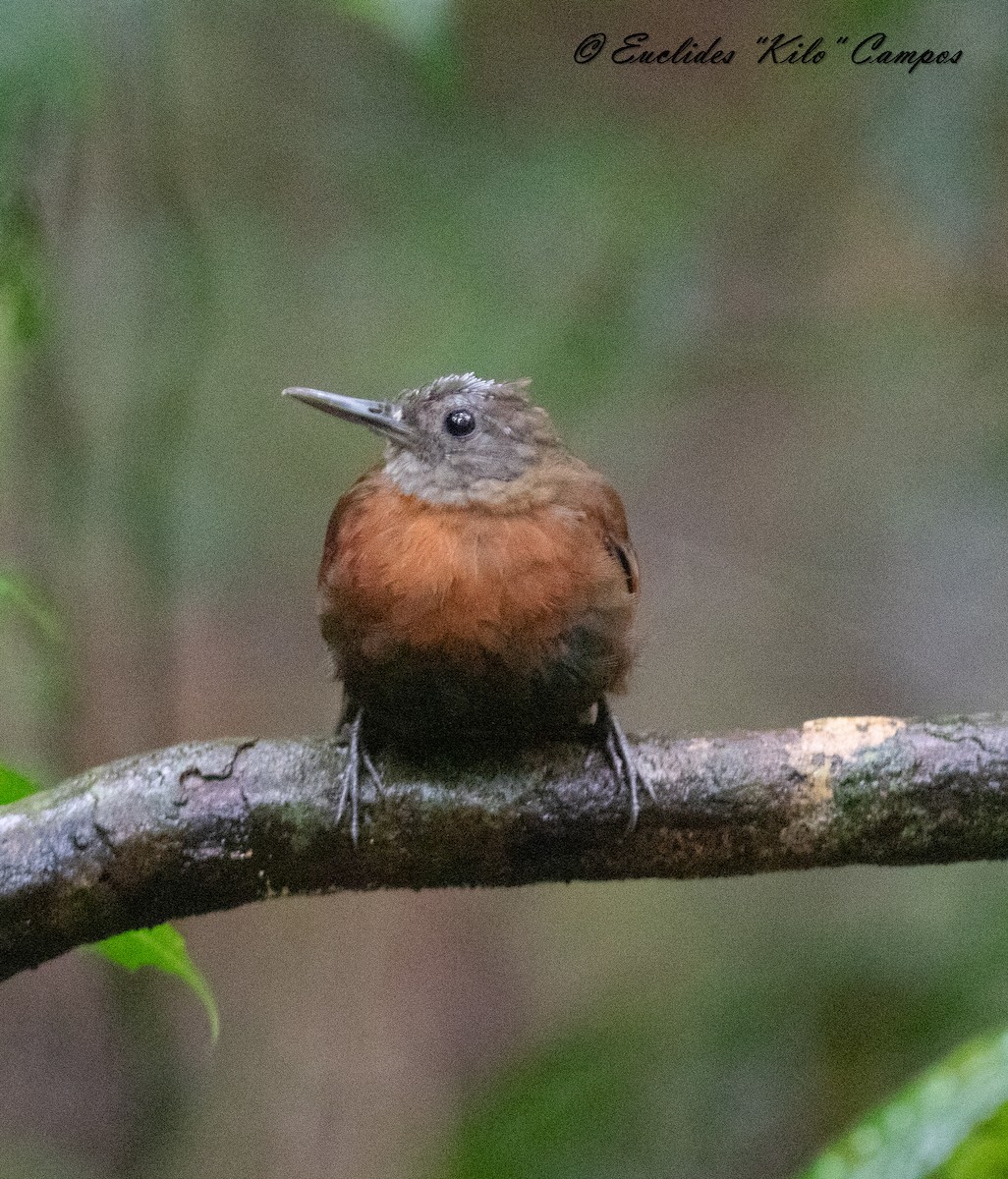Gray-throated Leaftosser - ML621330747