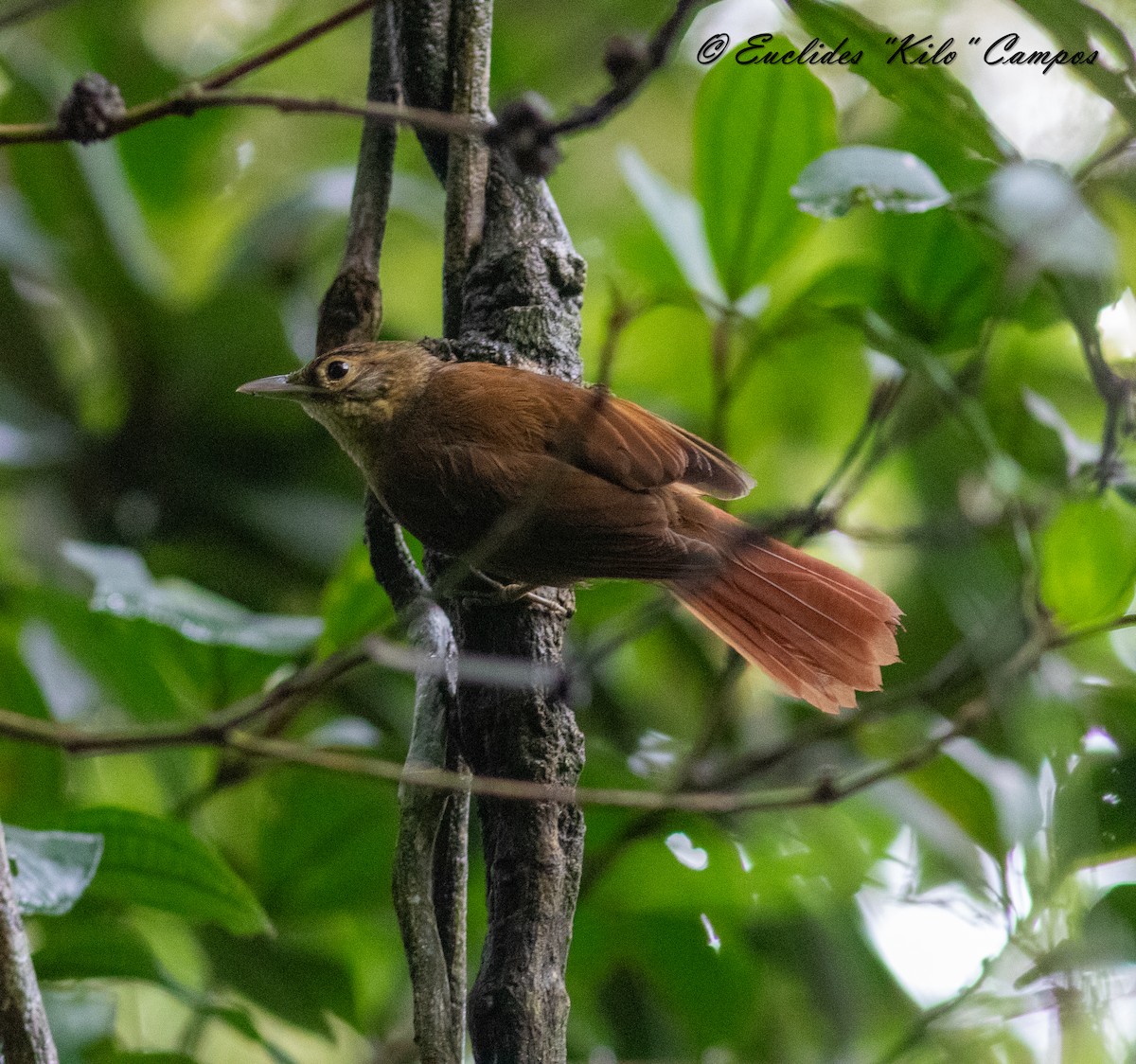 Scaly-throated Foliage-gleaner - ML621330762