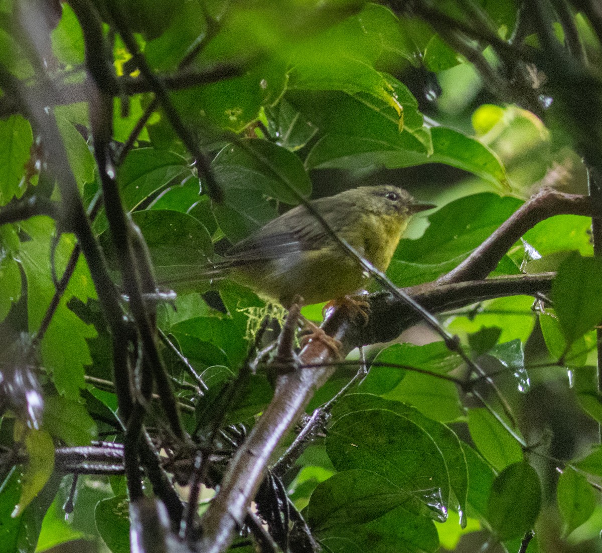 Golden-crowned Warbler - ML621330770