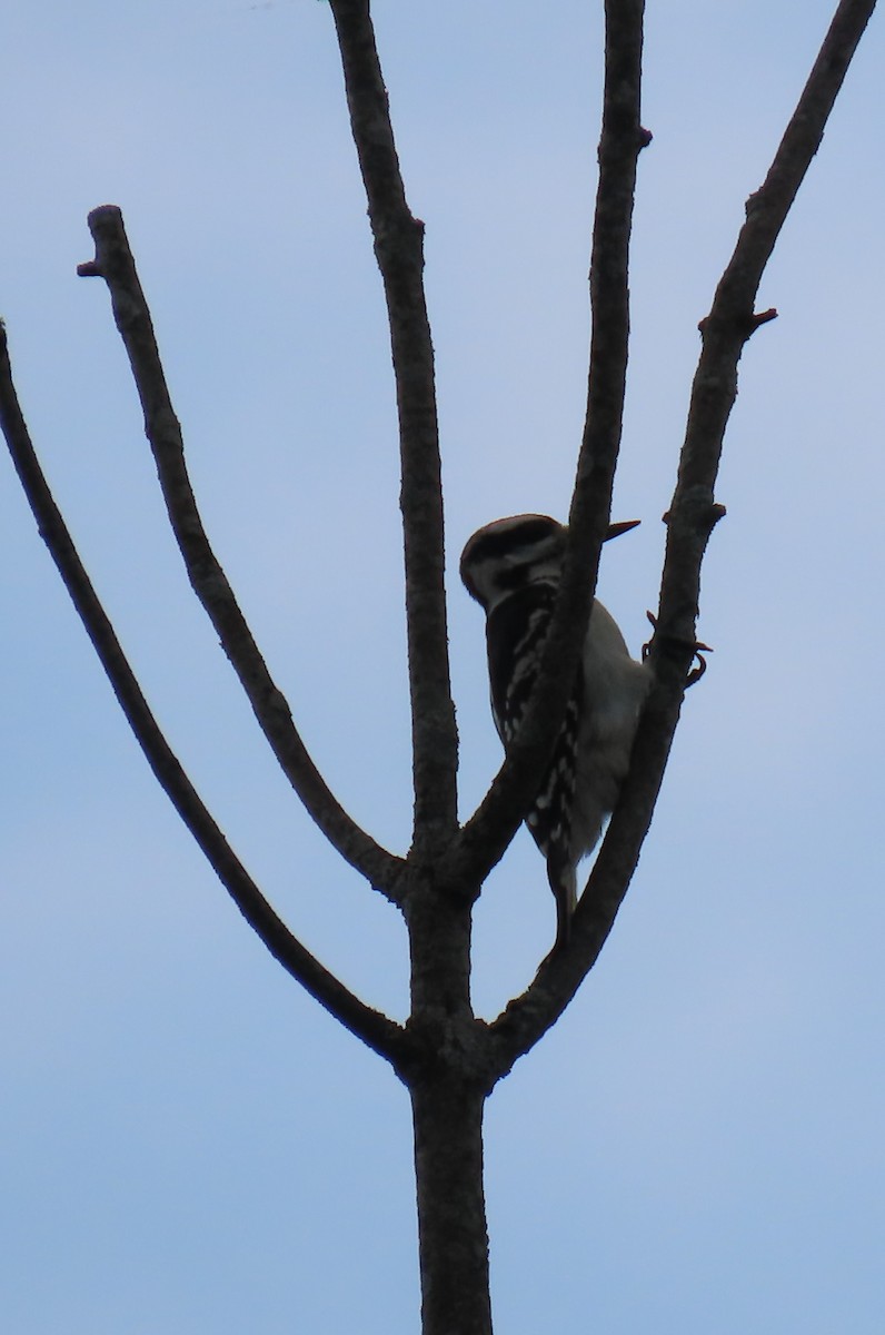 Hairy Woodpecker - ML621330782