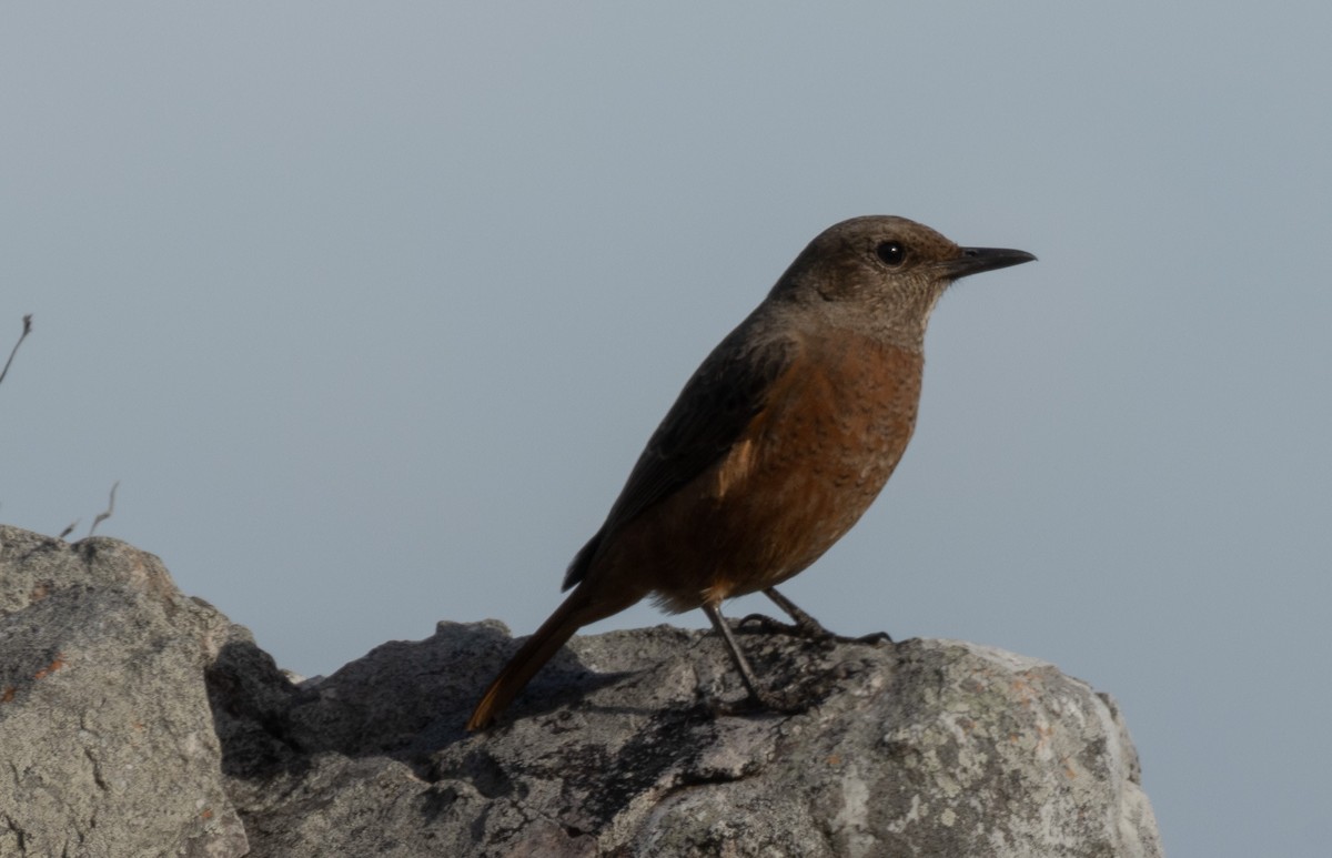 Cape Rock-Thrush - ML621330903