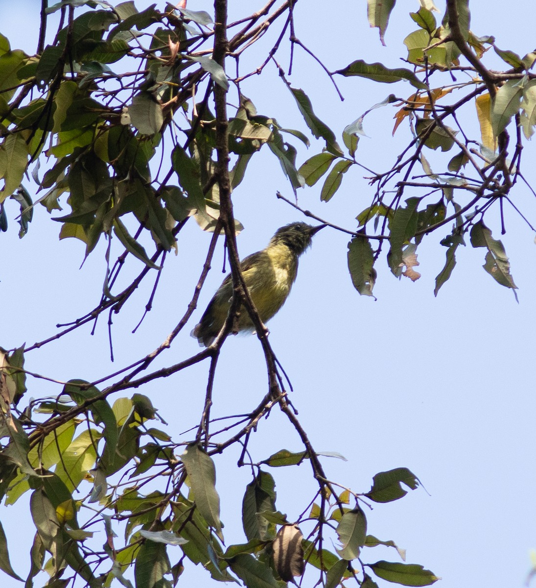 Olive-streaked Flycatcher - ML621330944