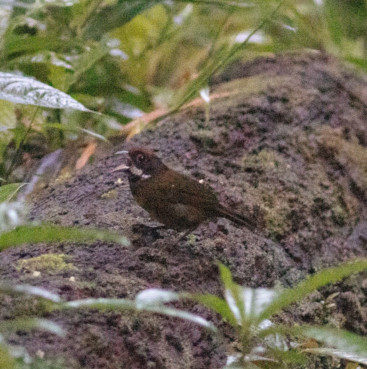 Sooty-faced Finch - ML621330965