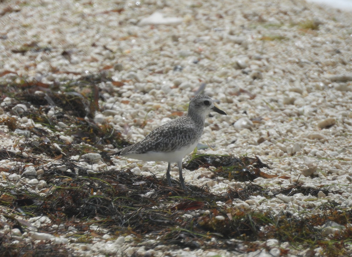 Black-bellied Plover - ML621331002