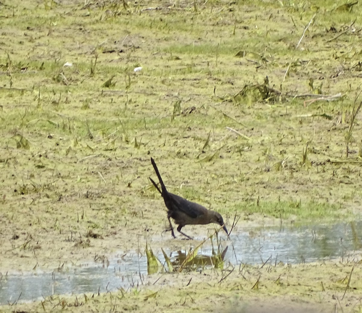 Great-tailed Grackle - ML621331167