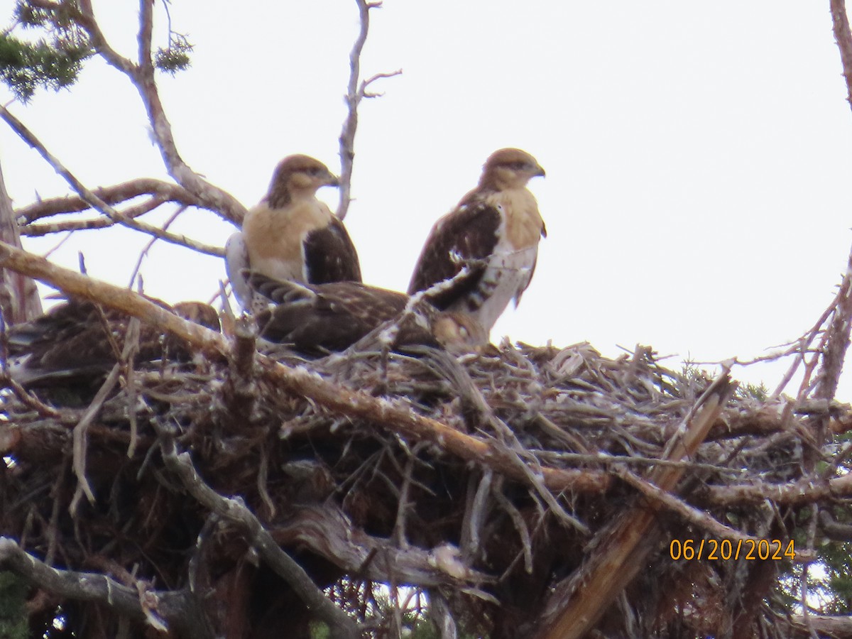 Ferruginous Hawk - ML621331180